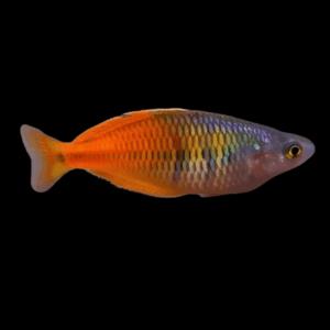 Boesemani Red Fire Rainbow Fish Melanotaenia Boesemani 5cm