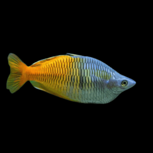 A1 Rainbow 30 x Rainbow Fish Boesmani Melanotaenia Boesemani 5cm