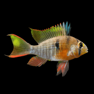 Bolivian Ram Mikrogeophagus Altispinosa 3cm