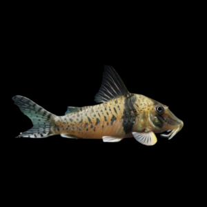 Bonita Corydoras Orcesi 3cm Catfish