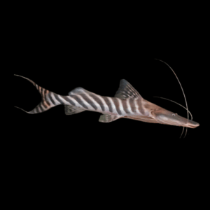 Merodontatus Tigrinus Zebra Sholvelnose Catfish 15cm