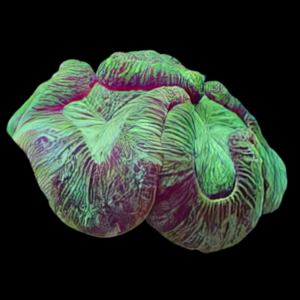 Brain Coral Sea Trachyphyllia Sp