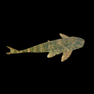 Brazilian Armoured Catfish Harttia Punctata 5cm