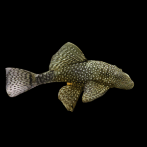 Bristlenose Pleco Ancistrus