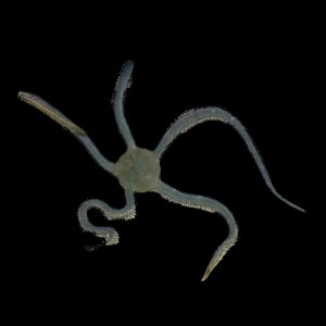 Brittle Green Starfish Ophiarachna Incrassata