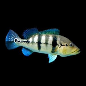 Brokopondo Peacock Bass - Cichla Ocellaris Brokopondo