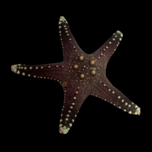 Bronze Knobbly Starfish Pentaceraster Tuberculatus
