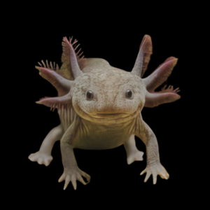Brown Black Eye Axolotl Ambystoma Mexicanum
