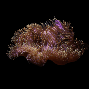 Brown Malu Anemone Heteractis Malu