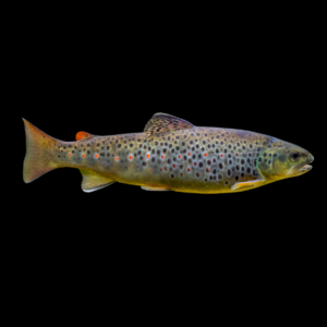 Brown Trout Salmo Trutta 15cm
