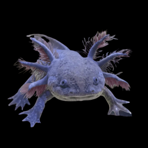 Brown Wild Coloured Black Eye Axolotl Ambystoma Mexicanum