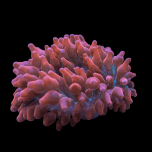 Bubble Anemone Common Entacmaea Quadricolor