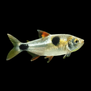 Buck Tooth Tetra Exodon Paradoxus 5cm