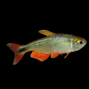 Buenos Aires Hyphessobrycon Anisitsi 2cm