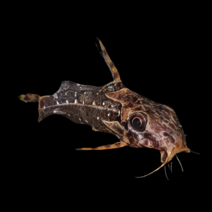 Bug Eye Squeaker Catfish Synodontis Contractus 5cm