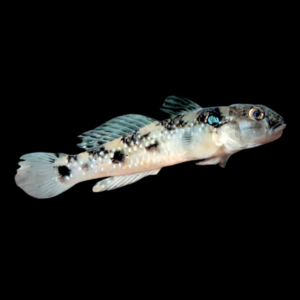 Bulldog Goby Acentrogobius Caninus