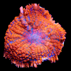 Bullseye Rock Mushroom Fungiidae Coral Orange Rhodactis Sp