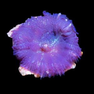 Bullseye Rock Mushroom Fungiidae Coral Purple Rhodactis Sp