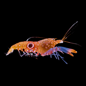 Bullseye Snapping Shrimp Alpheus Soror