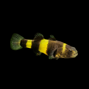Bumble Bee Goby Brachigobius Zanthozona 3cm
