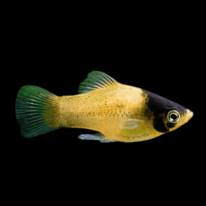 Bumble Bee Platy Xiphophorus Maculatus 3cm