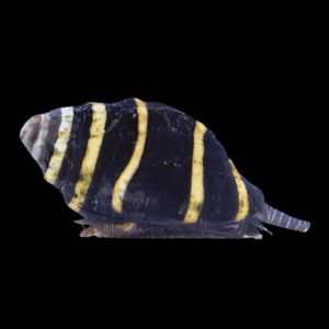 Bumble Bee Snails Engina Mendicaria