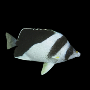 Burgess' Butterfly Fish Chaetodon Burgessi
