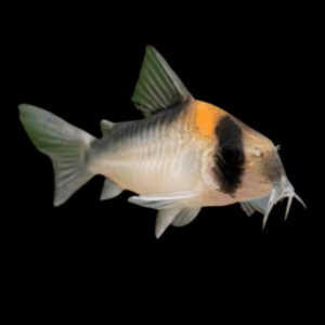 Burgess Corydoras Burgessi 4cm Catfish