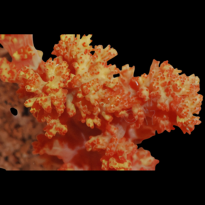Bush Soft Coral Orange Scleronephthya Sp
