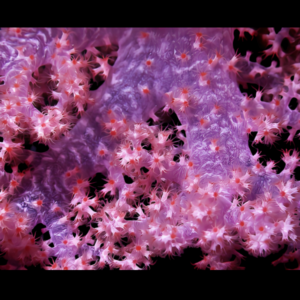 Bush Soft Coral Pink Scleronephthya Sp