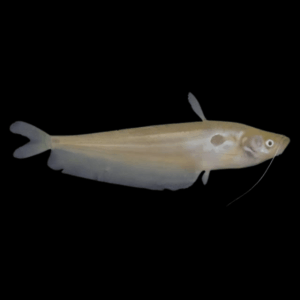 Butter Catfish Ompok Bimaculatus 8cm