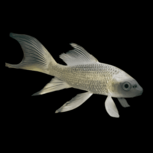 10 x Butterfly Ghost Koi Carp Cyprinus Carpio