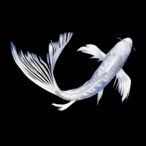 10 x Butterfly Koi Carp Cyprinus Carpio