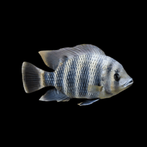 Buttikoferi Hetero Tilapia Zebra African Cichlid 5cm