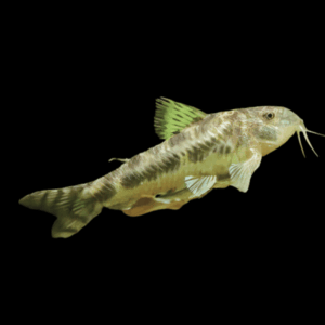 C125 Spotted Aspidoras Catfish Corydoras Aspidoras Spilotus 2cm