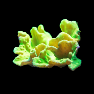 Cabbage Soft Coral Sinularla Dura