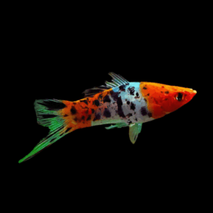 Calico Swordtail Xiphophorus Hellerii 3cm