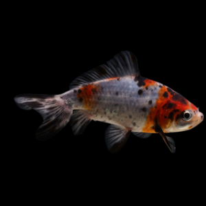 Calico Wakin Goldfish