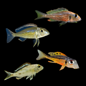 A1 Tanganyikan 10 x Assorted Callochromis Tanganyikan African Cichlids 4cm