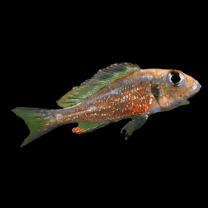 Callochromis Macrops Tanganyikan African Cichlids 4cm