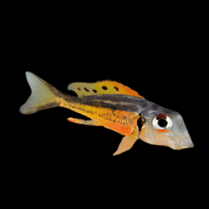 Callochromis Melanostigma Tanganyikan African Cichlids 4cm