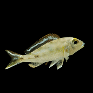 Callochromis Pleurospilus Kigoma Tanganyikan African Cichlids 4cm