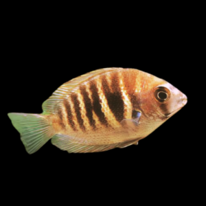 Canara Pearl Spot Cichlid Etroplus Canarensis 5cm