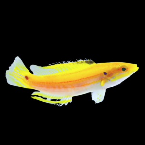 Candy Hog Fish Bodianus Bimaculatus