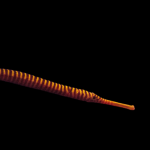 Candy Pipefish Dunckerocampus Pessuliferus