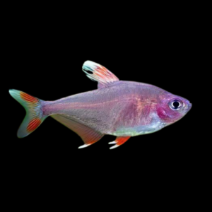 Candy Cane Bentosi Tetra Hyphessobrycon Bentosi  2cm