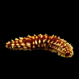 Caramel Cucumber Holothuria Hilla