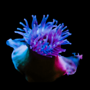 Caribbean Anemone Condylactis Sp