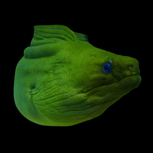 Caribbean Green Moray Eel Gymnothorax Funebris