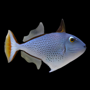 Caribbean Redtail Trigger Fish Xanthichthys Ringens